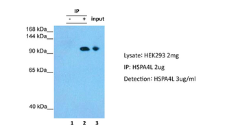 HSPA4L antibody