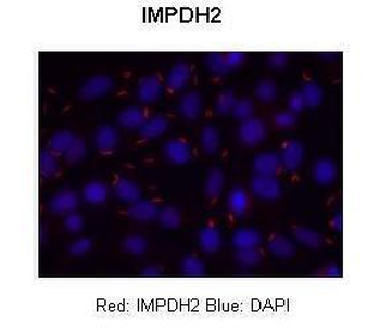 IMPDH2 antibody