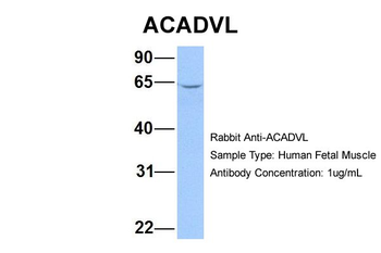 ACADVL antibody