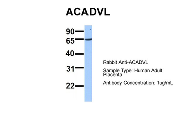 ACADVL antibody