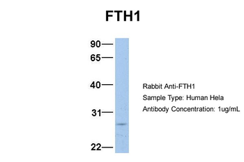 FTH1 antibody