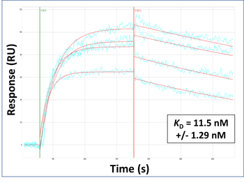 FTH1 antibody