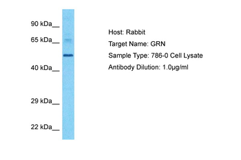 GRN antibody