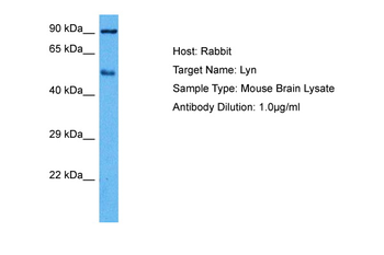 LYN antibody