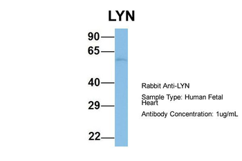 LYN antibody