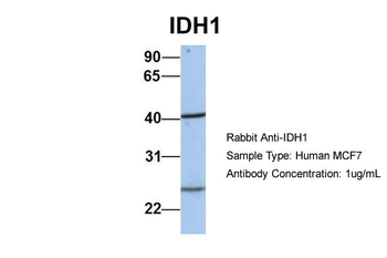 IDH1 antibody