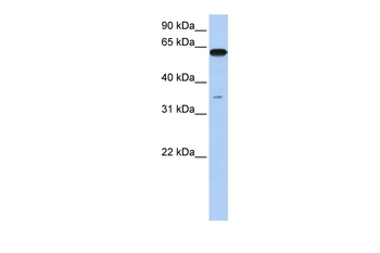 KPNA6 antibody