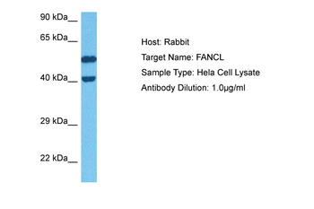 FANCL antibody