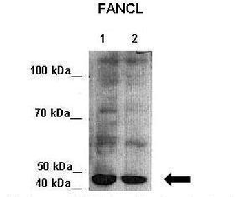 FANCL antibody