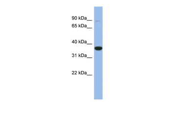 FANCL antibody