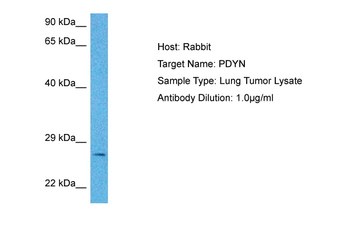 PDYN antibody