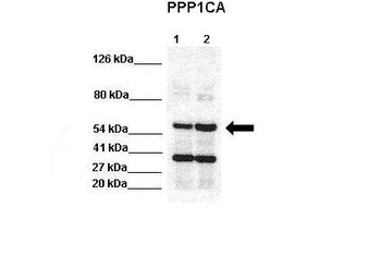 PPP1CA antibody