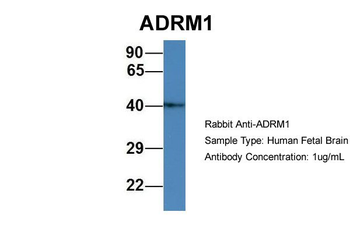 ADRM1 antibody