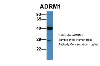 ADRM1 antibody