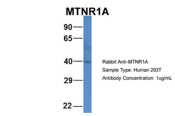 MTNR1A antibody