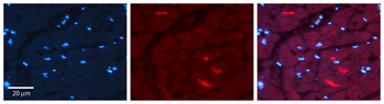 SNX1 antibody