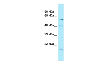 SNX1 antibody