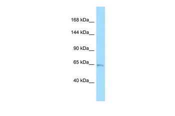 UNC5C antibody