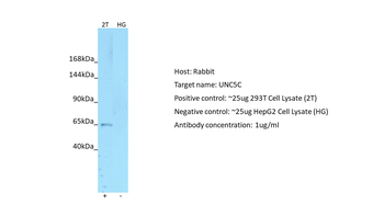 UNC5C antibody