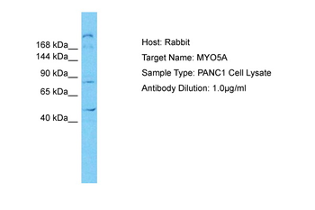 MYO5A antibody