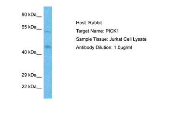 PICK1 antibody