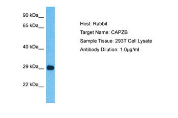 CAPZB antibody