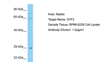 SYF2 antibody