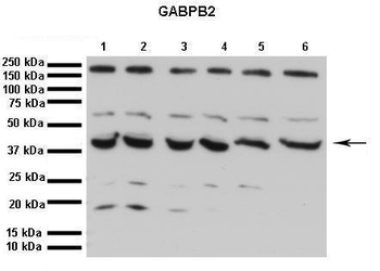 GABPB1 antibody