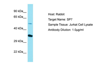 Sp7/Osterix antibody