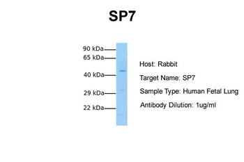 Sp7/Osterix antibody