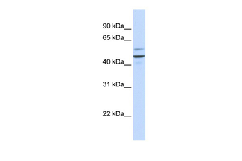 GP73 antibody