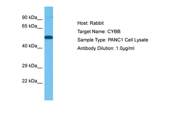 CY24B antibody