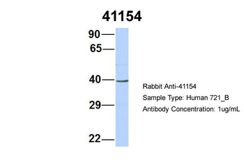 SEPT2 antibody