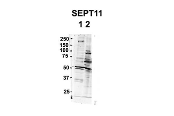 SEPT11 antibody