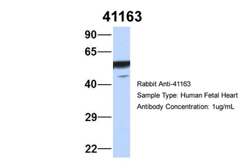 SEPT11 antibody