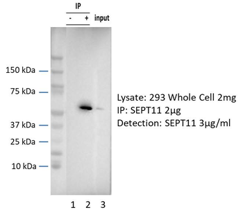 SEPT11 antibody