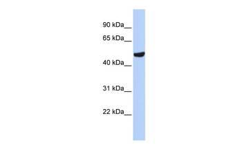 SEPT11 antibody