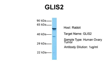 GLIS2 antibody