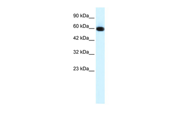 GLIS2 antibody