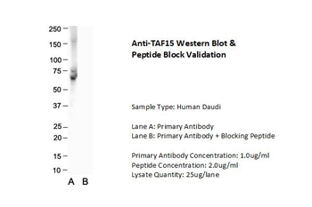 TAF15 antibody