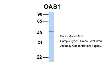 OAS1 antibody