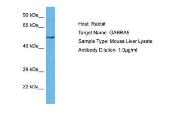 Gabra5 antibody