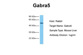 Gabra5 antibody