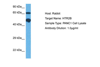 HTR2B antibody