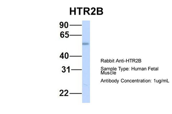 HTR2B antibody