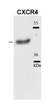 CXCR4 antibody