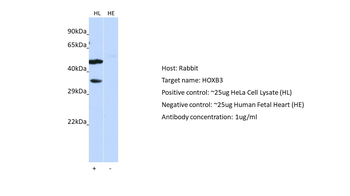 HOXB3 antibody