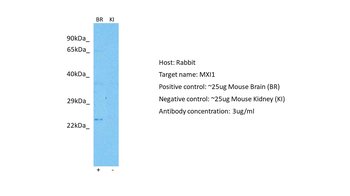 MXI1 antibody