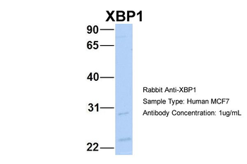 XBP1 antibody