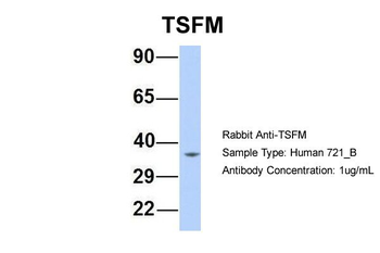 TSFM antibody
